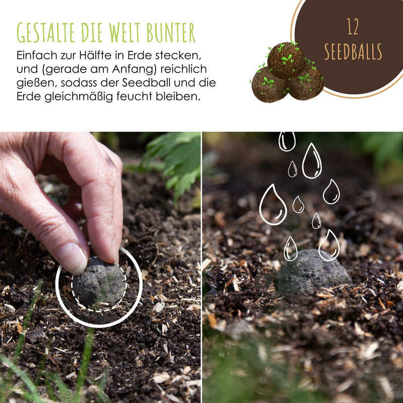 12x Samenbomben für eine bunte Bienenweide - Farbenfroh & nektarreich für Bienen und Schmetterlinge - HappySeed