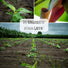 Kenia Bananen Samen - Musa velutina - HappySeed