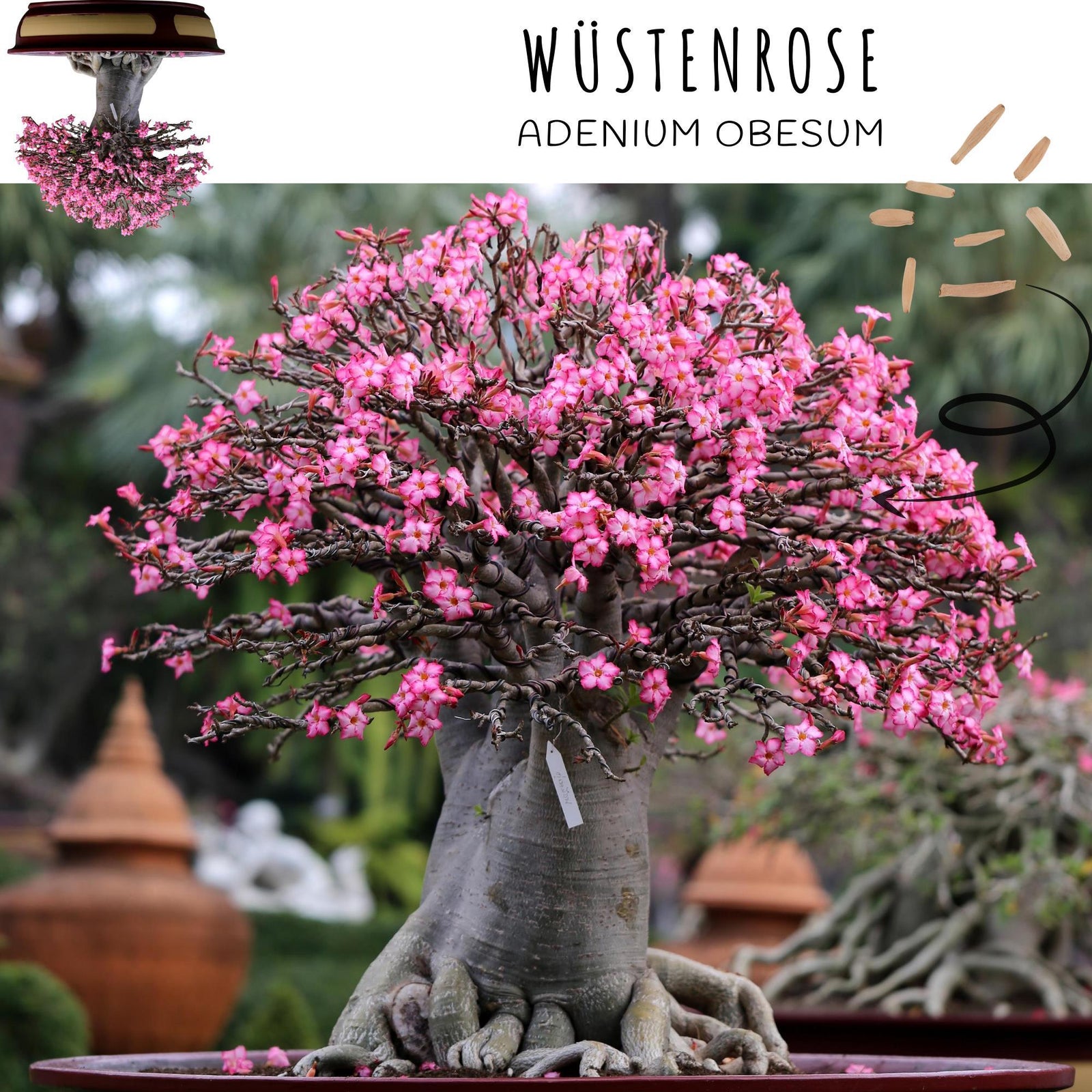 Außergewöhnliche Bonsai Samen mit hoher Keimrate