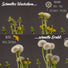 Löwenzahn Samen für Kaninchen - Wildkräuter Saatgut als optimale Futterergänzung - HappySeed
