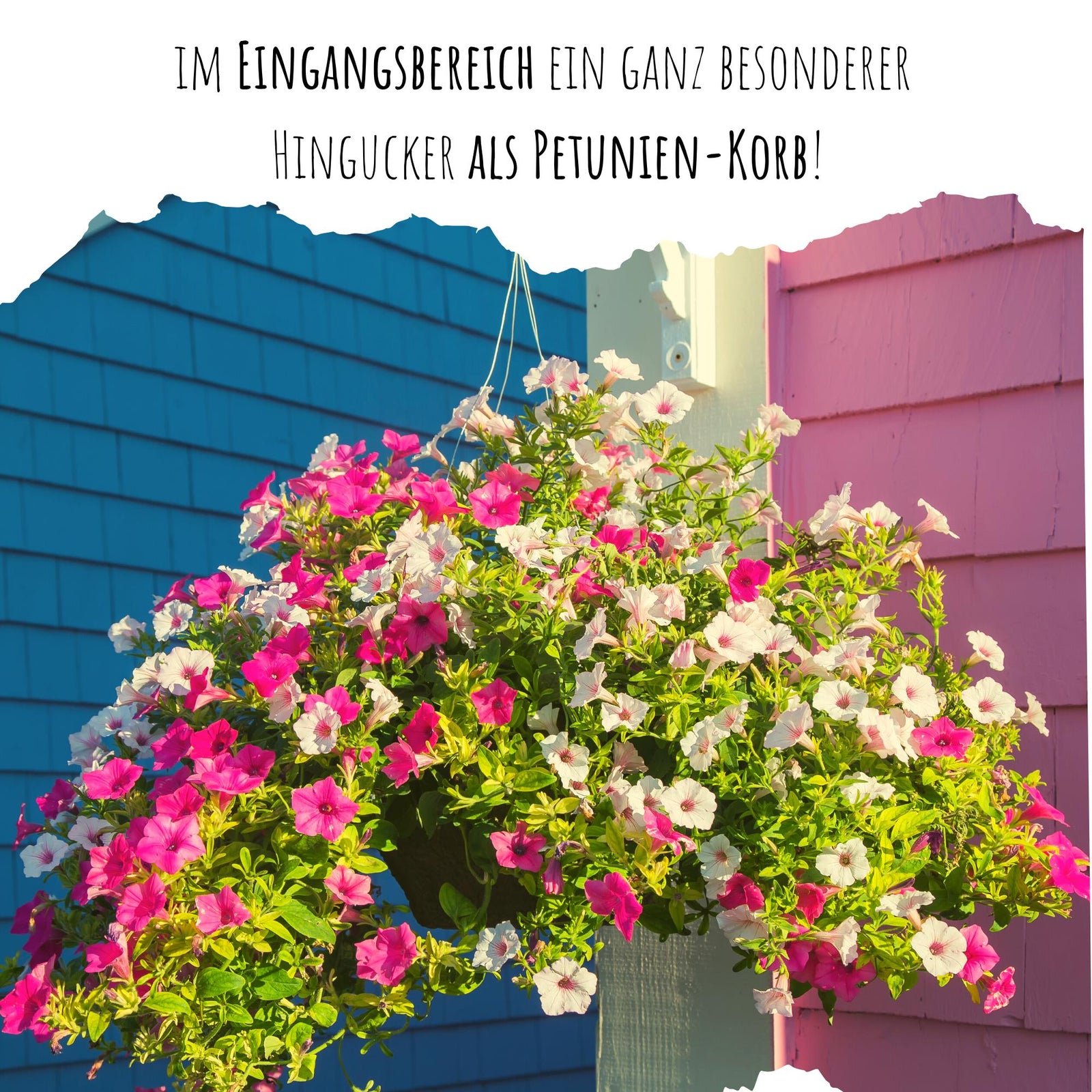 Blumensamen Balkonkasten Mischung