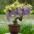 GROW2GO Bonsai Starter Kit inkl. GRATIS eBook - Afrikanischer Blauregen - HappySeed