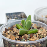 GROW2GO Kakteen Starter Kit - Mini-Gewächshaus, Kaktus Samen & Erde (Echter Tigerrachen) - HappySeed