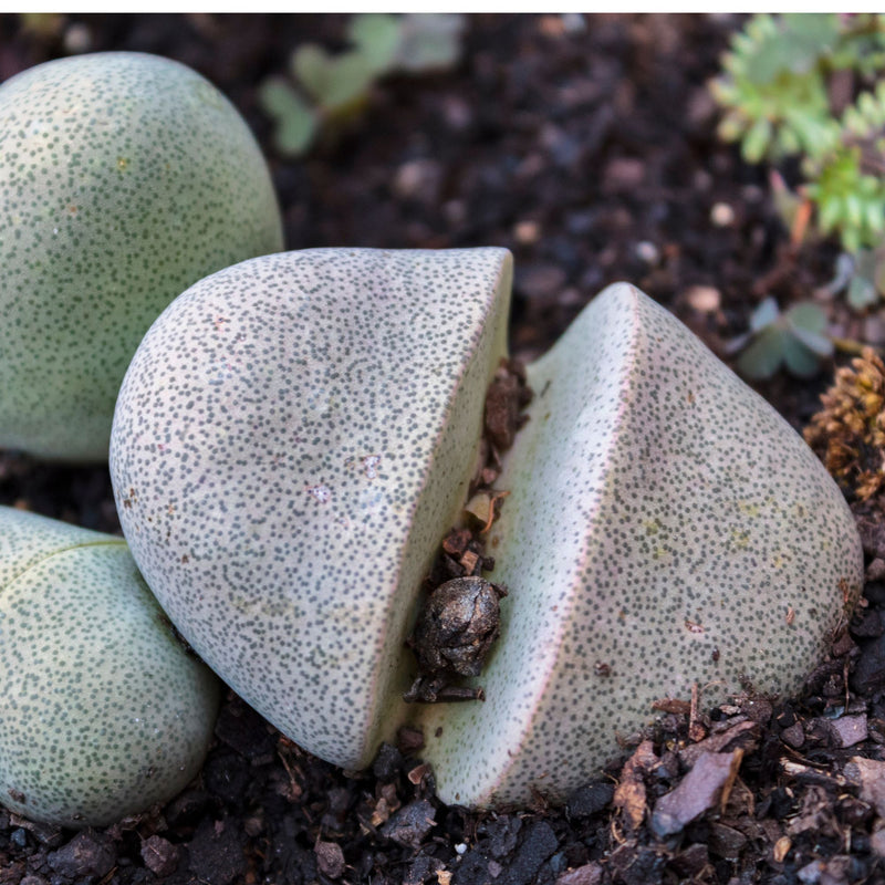 GROW2GO Kakteen Starter Kit - Mini-Gewächshaus, Kaktus Samen & Erde (Lebender Granit) - HappySeed