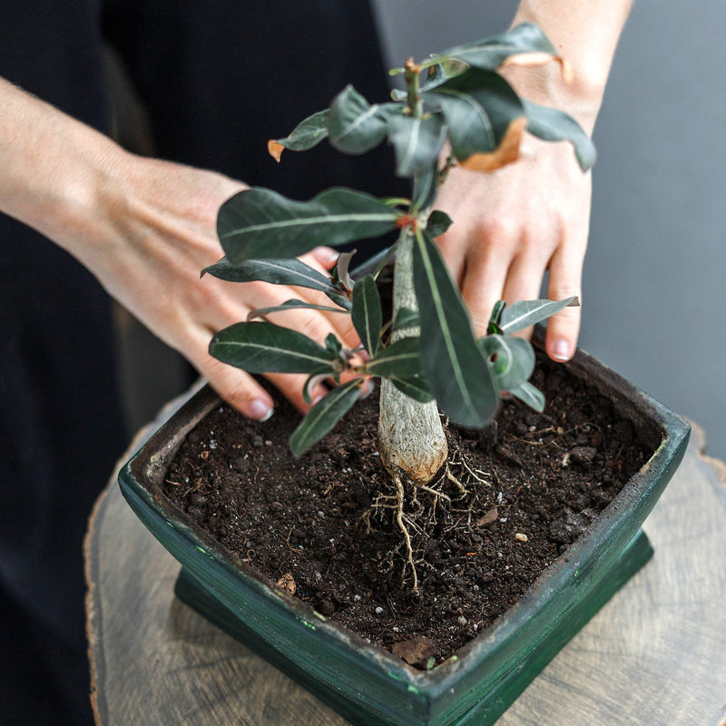 GROW2GO Kakteen Starter Kit Anzuchtset - Pflanzset aus Mini-Gewächshaus, Kaktus Samen & Erde (Wüstenrose)