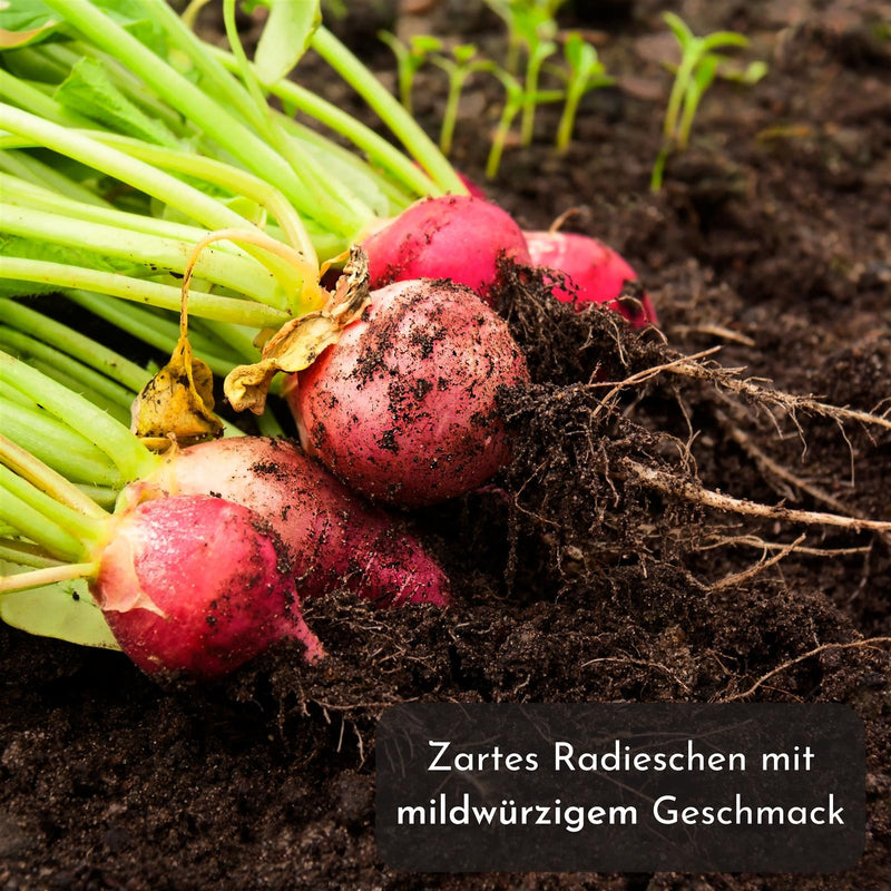 5m Saatband mit Radieschen Samen (Radies Riesenbutter Vitessa) - HappySeed