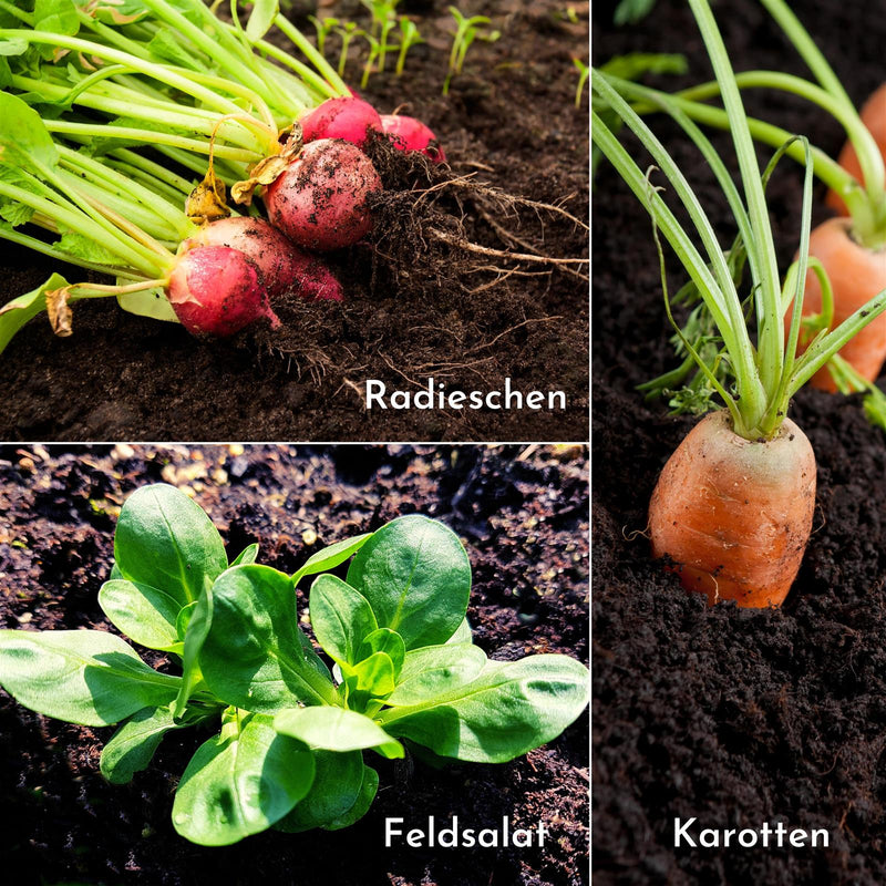5m Saatband bestehend aus Karotten, Radieschen, Rucola, Feldsalat & Pflücksalat Samen (5er Set) - HappySeed