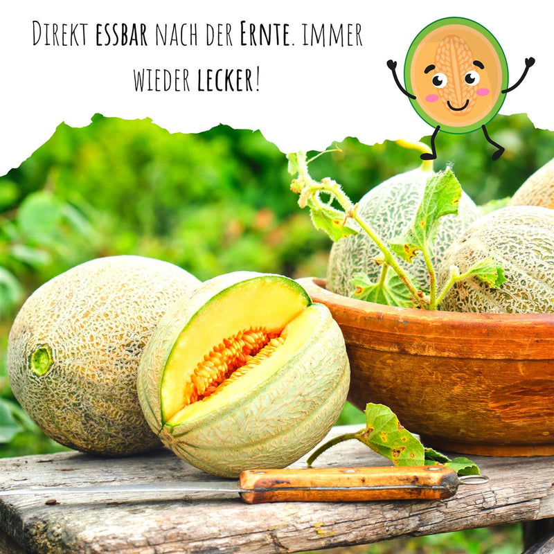 Zuckermelone Samen - Cucurbita melo - HappySeed
