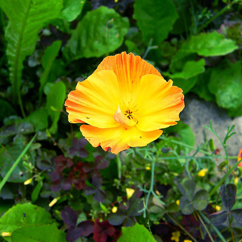 Kalifornischer Mohn Samen - Eschscholzia californica (Mix)