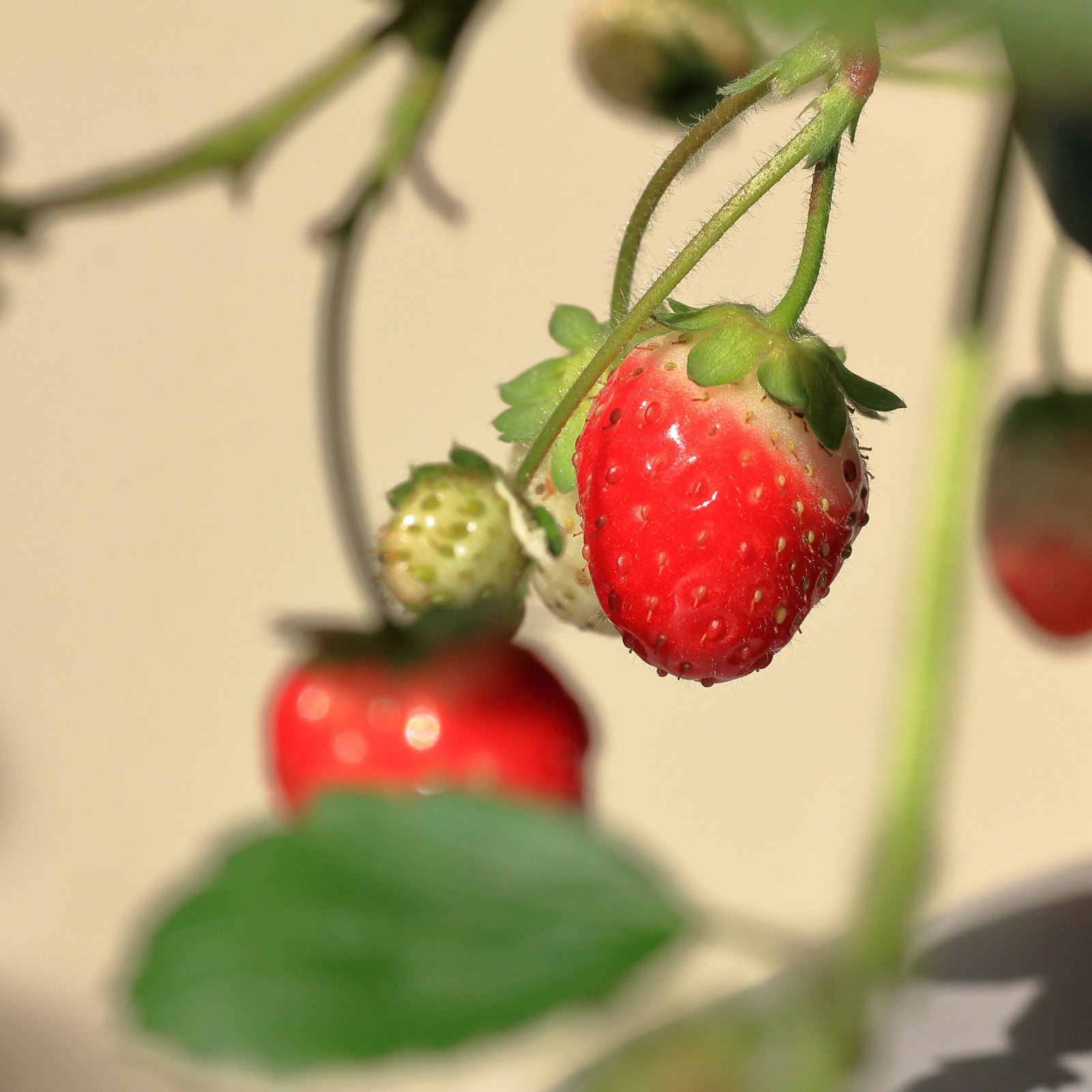 erdbeeren saatgut bio Erdbeeren Samen
