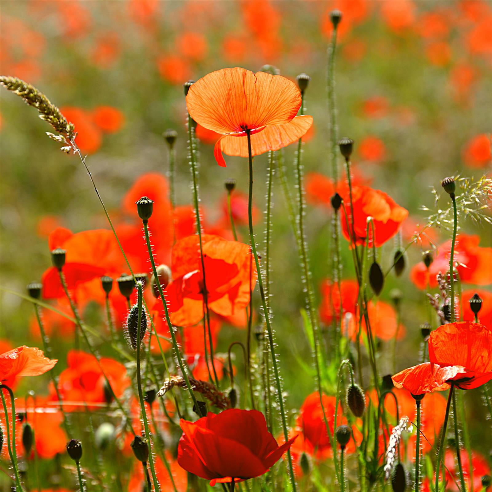 Klatschmohn Samen - Papaver Rhoeas | MRS Seeds