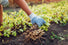 Erdnuss Samen - Arachis hypogeae - HappySeed