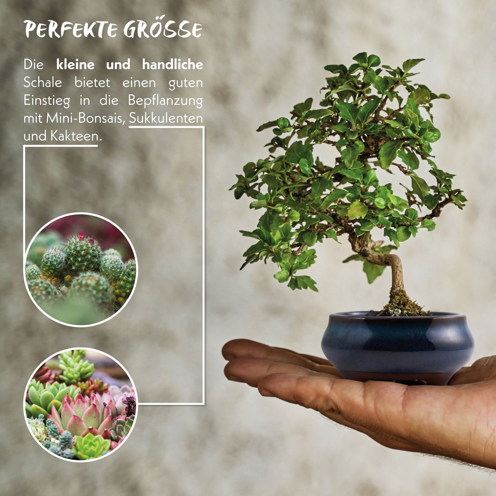 Bonsai Schale aus Keramik in Marineblau