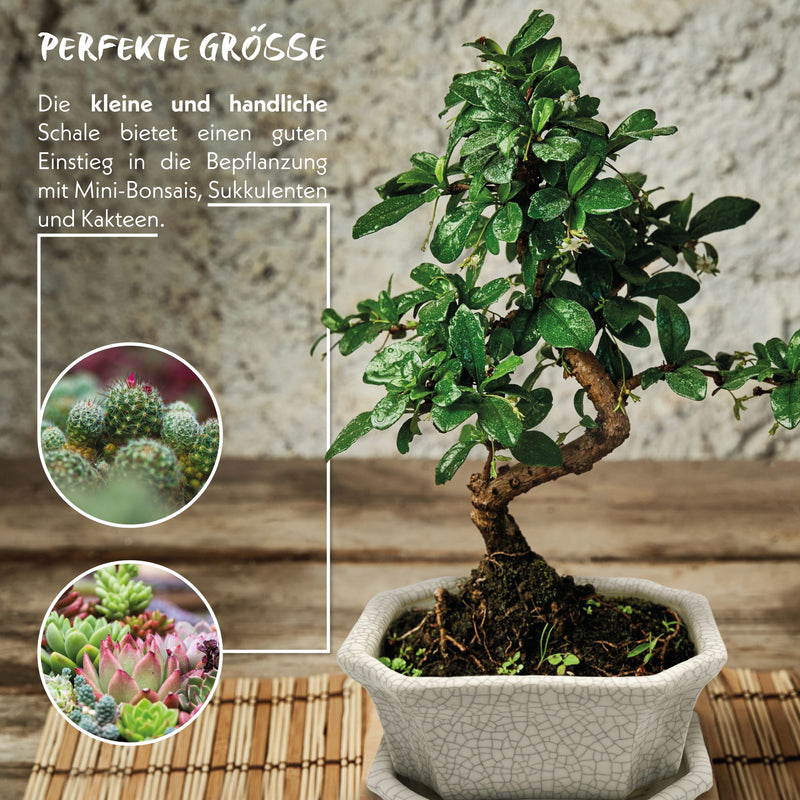 Bonsai Schale aus Keramik mit Untersetzer in Grau