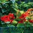 Kapuzinerkresse Samen - Tropaeolum majus - HappySeed