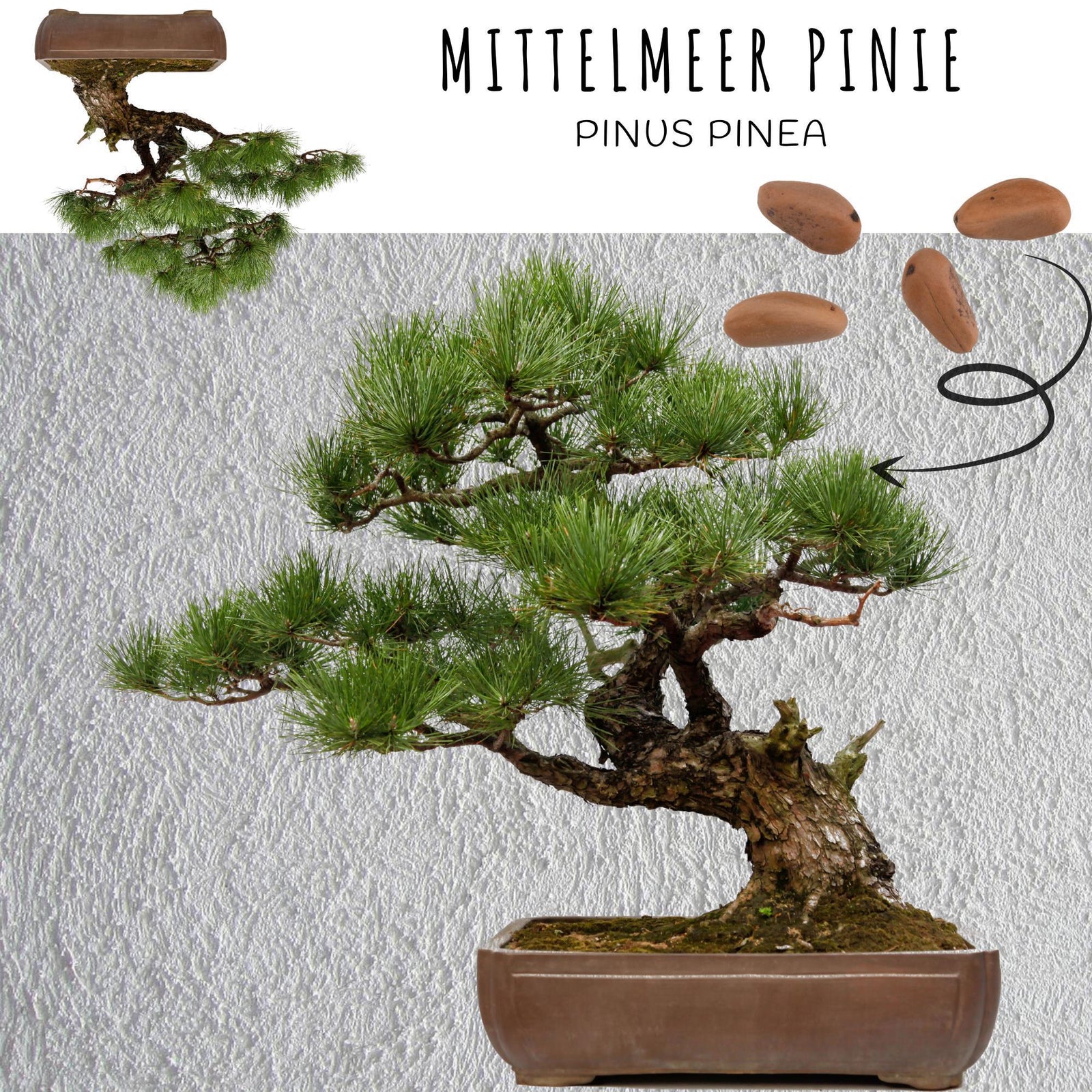Außergewöhnliche Bonsai Samen mit hoher Keimrate