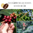 Kaffee Samen - Coffea arabica nana - HappySeed