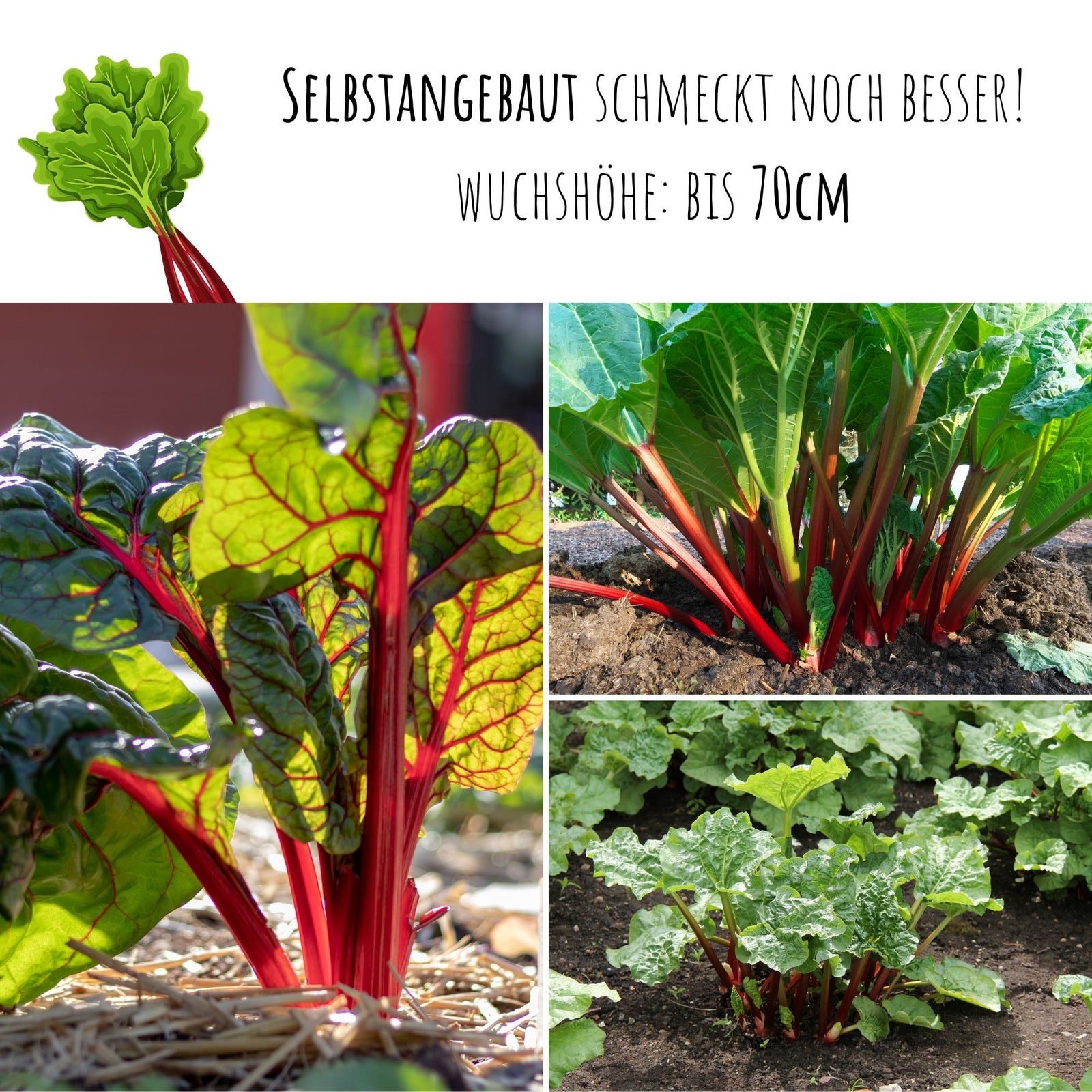 Roter Rhabarber Samen