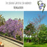 Blauglockenbaum Kiribaum Samen - Paulownia tomentosa (300 Korn) - HappySeed