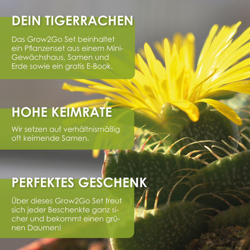 GROW2GO Kakteen Starter Kit - Mini-Gewächshaus, Kaktus Samen & Erde (Echter Tigerrachen) - HappySeed