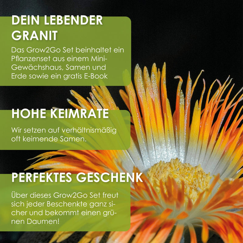 GROW2GO Kakteen Starter Kit - Mini-Gewächshaus, Kaktus Samen & Erde (Lebender Granit) - HappySeed