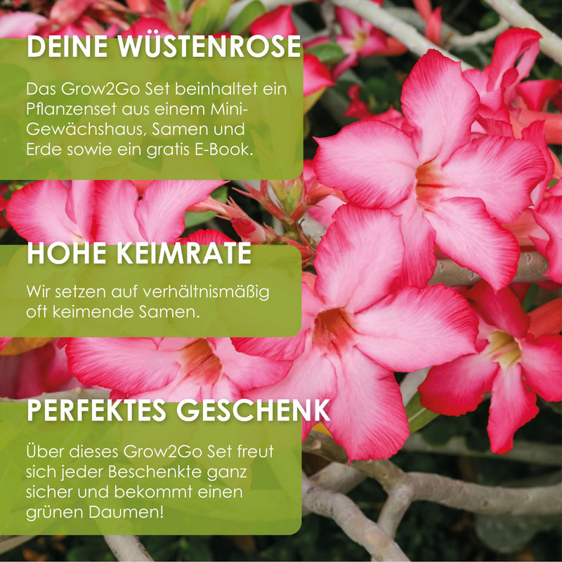 GROW2GO Kakteen Starter Kit Anzuchtset - Pflanzset aus Mini-Gewächshaus, Kaktus Samen & Erde (Wüstenrose)