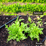5m Saatband bestehend aus Karotten, Radieschen, Rucola, Feldsalat & Pflücksalat Samen (5er Set) - HappySeed
