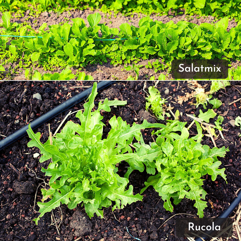5m Saatband bestehend aus Karotten, Radieschen, Rucola, Feldsalat & Pflücksalat Samen (5er Set) - HappySeed