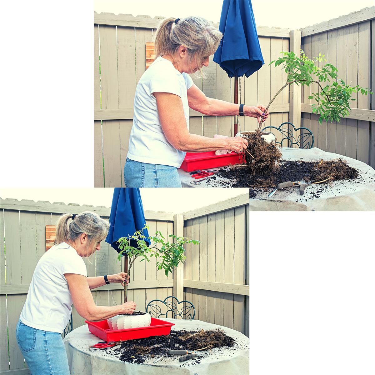 Afrikanischer Blauregen Bonsai Samen mit hoher Keimrate