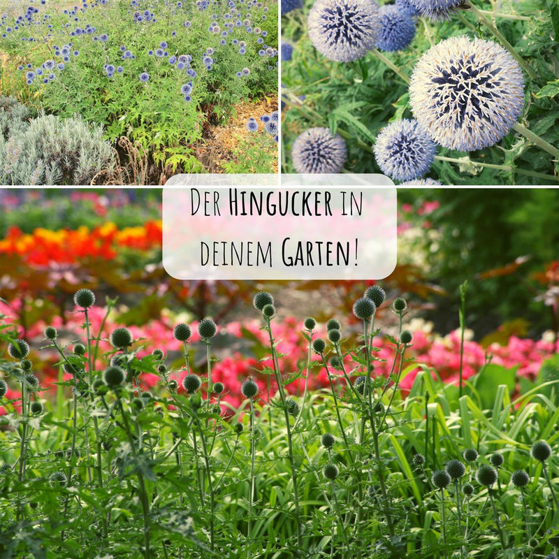 Kugeldistel Samen - Echinops ritro - HappySeed