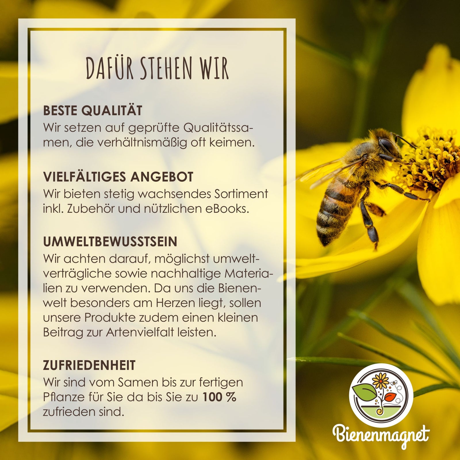 bienen saatgut kostenlos 2023 12x Samenbomben für eine bunte Bienenweide