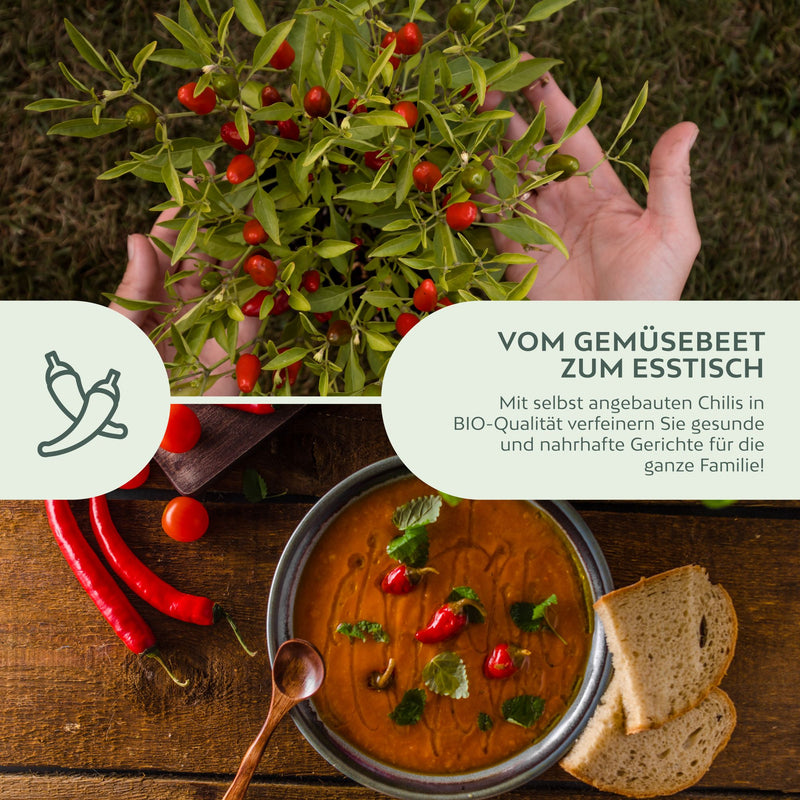 BIO Chilisamen Set (5 Sorten) - Chili Saatgut aus biologischem Anbau - HappySeed