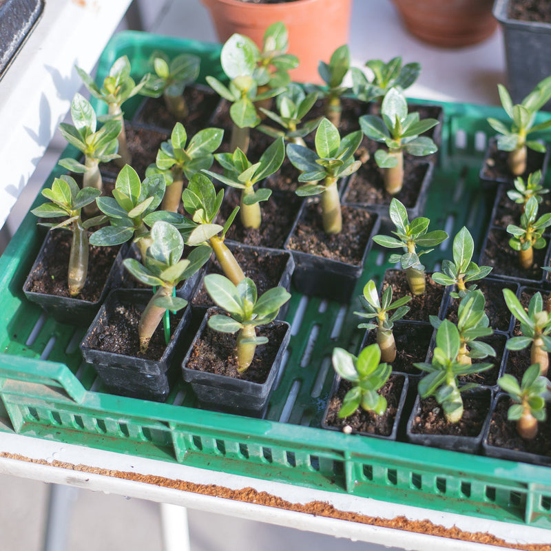 GROW2GO Kakteen Starter Kit Anzuchtset - Pflanzset aus Mini-Gewächshaus, Kaktus Samen & Erde (Wüstenrose)