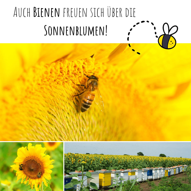 Farbenfrohe Sonnenblumen Samen mit hoher Keimrate - 5er Set - HappySeed