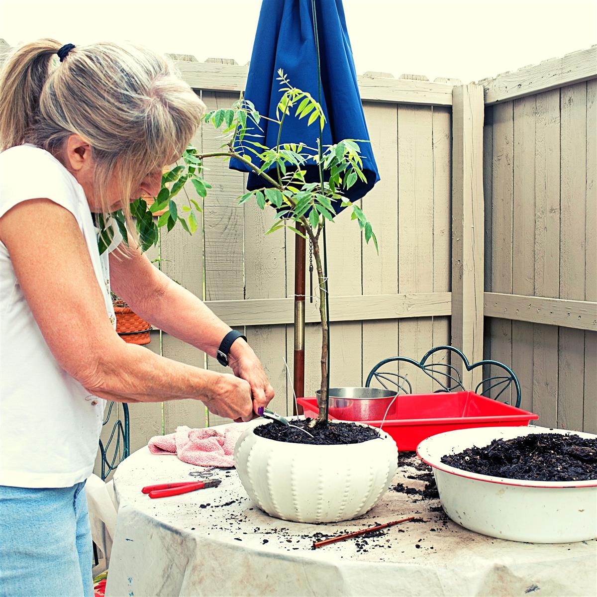 Afrikanischer Blauregen Bonsai Samen mit hoher Keimrate
