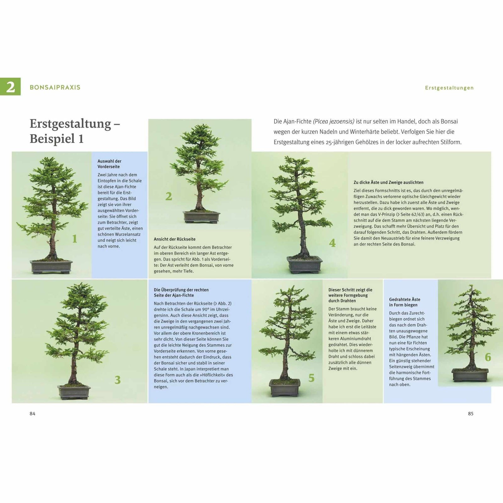 Bonsai ziehen, gestalten und pflegen