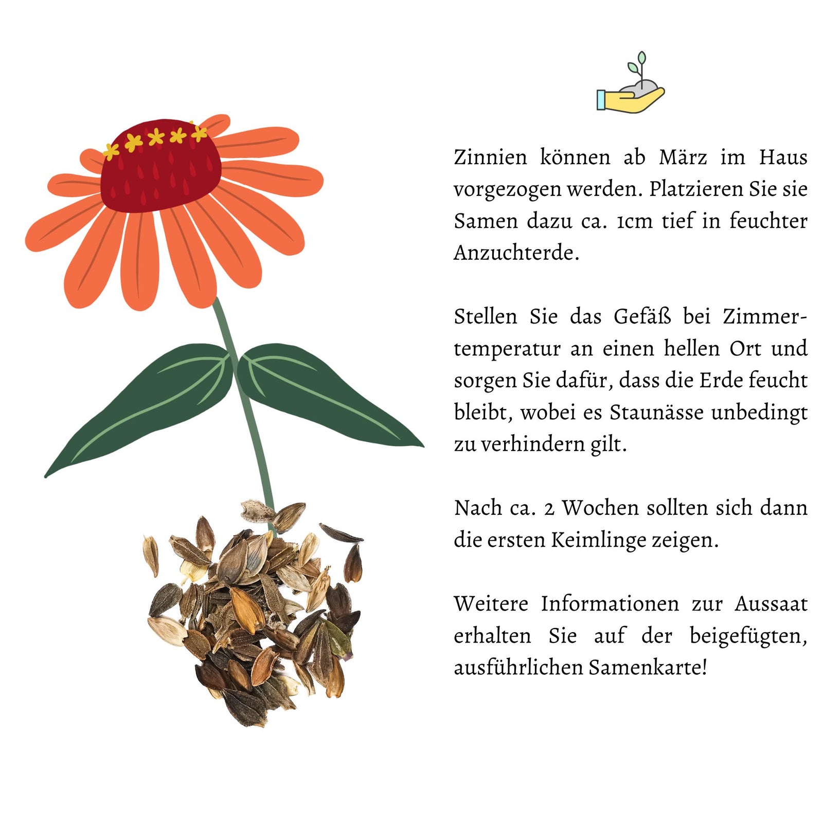 Zinnien Samen