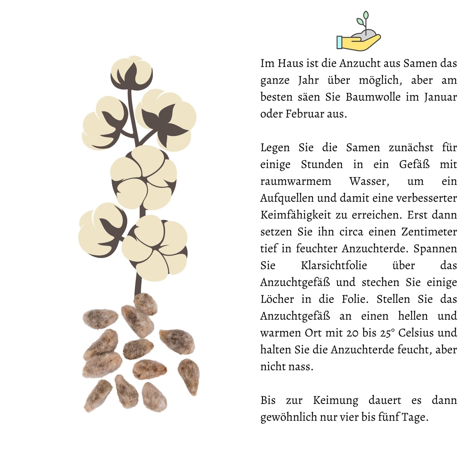 Samen Baumwollpflanzen Kaufen Bio-Saatgut Baumwolle Red Foliated