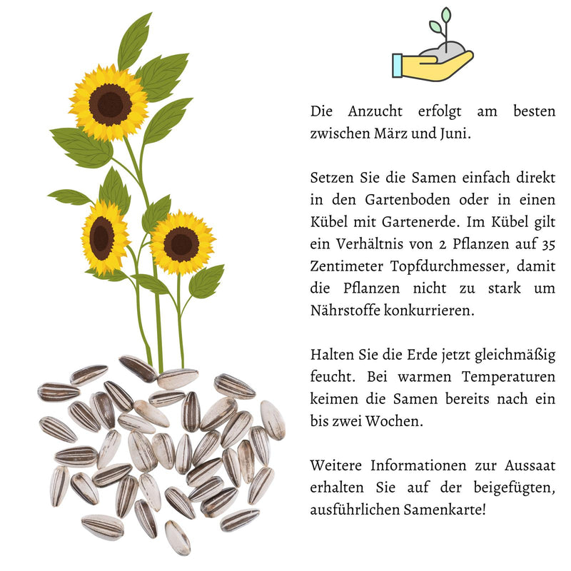 Sonnenblumen Samen - Helianthus annuus (Goldgelb) - HappySeed