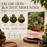 Adenium obesum Saatgut in Nahaufnahme, Sukkulenten Samen mit hoher Keimrate