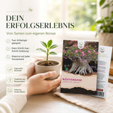 Adenium obesum Saatgut in Nahaufnahme, Bonsai Samen mit hoher Keimrate