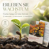 Amerikanischer Amberbaum als Bonsai mit sternförmigen, handförmig gelappten Blättern