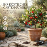 Arbutus unedo Saatgut in Nahaufnahme, Erdbeerbaum Samen mit hoher Keimrate