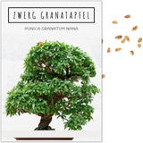Ausgewachsener Bonsai Baum in der Bonsaischale aus eigener Anzucht