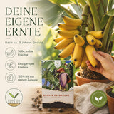 Aussaatanleitung für Bananen Samen mit Vorquellen, Keimtemperatur und Keimdauer