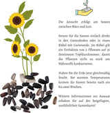Aussaatanleitung für Sonnenblumen Samen mit Saattiefe, Pflanzabstand und Blütezeit