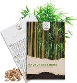 Bambus Samen Kalkuttabambus von HappySeed im umweltschonenden Samenpäckchen