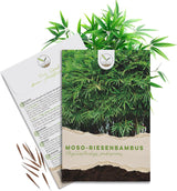 Bambus Samen Moso Riesenbambus von HappySeed im umweltschonenden Samenpäckchen