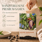 Bananenstaude mit reifenden Früchten am Fruchtstand