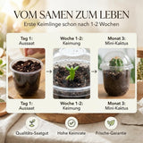 Becher-Gewächshaus des GROW2GO Sets für die Anzucht der Wüstenrose